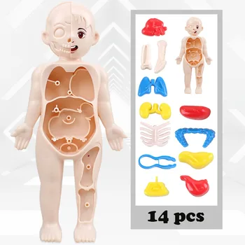  Монтесори Дете 3D Пъзел Анатомия на Човешкото Тяло Модел на Образователен модул за Обучение Орган Събрана Играчка Орган на Тялото Образователен Инструмент За Деца